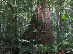 Regenwald Danum Valley - Borneo
